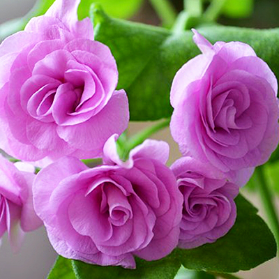 Пеларгония Pac Lilac Rose